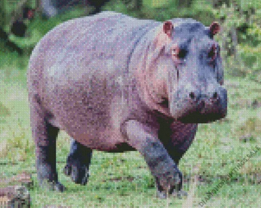 Gray Hippopotamus Diamond Painting