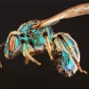 Green Bee Insect Diamond Painting