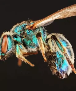 Green Bee Insect Diamond Painting