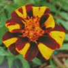 Harlequin Marigold Diamond Painting