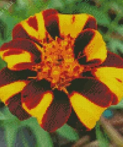 Harlequin Marigold Diamond Painting
