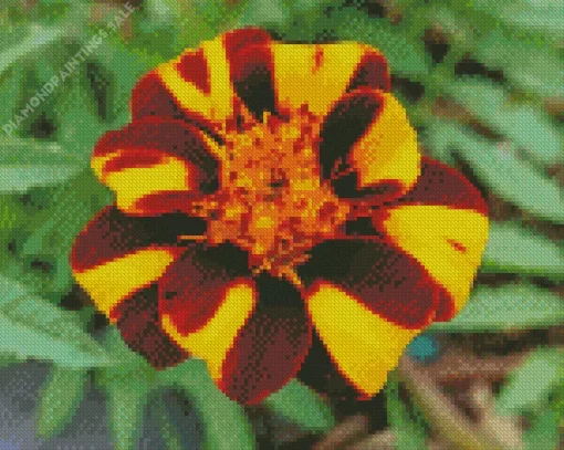 Harlequin Marigold Diamond Painting