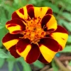Harlequin Marigold Diamond Painting
