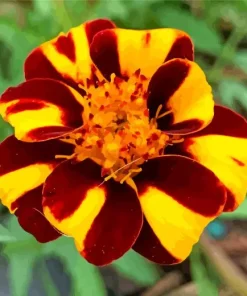 Harlequin Marigold Diamond Painting