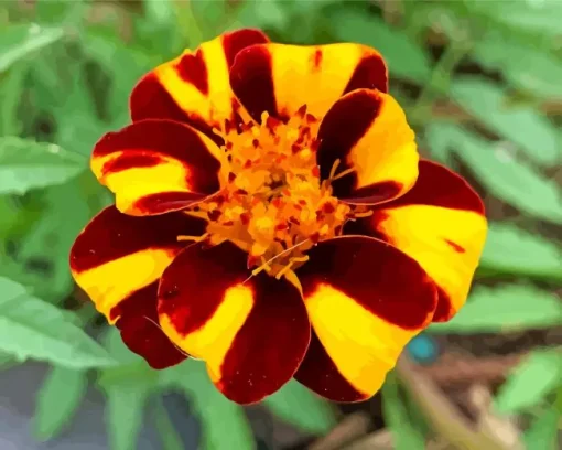 Harlequin Marigold Diamond Painting