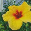 Hawaiian Flower Diamond Painting