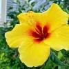 Hawaiian Flower Diamond Painting