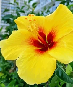 Hawaiian Flower Diamond Painting