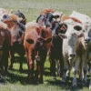 Herd of Cows Diamond Painting