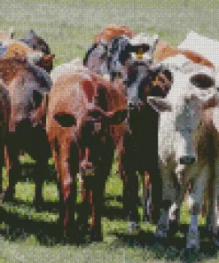 Herd of Cows Diamond Painting