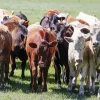 Herd of Cows Diamond Painting