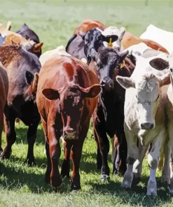 Herd of Cows Diamond Painting