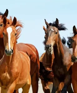 Herd Of Horses Diamond Painting