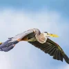 Heron Bird Flying Diamond Painting