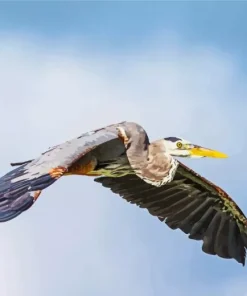 Heron Bird Flying Diamond Painting