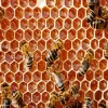 Bee Hive Diamond Painting