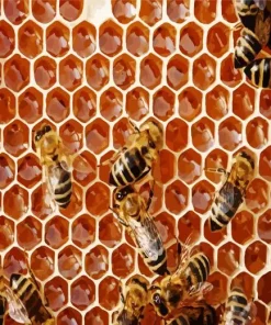 Bee Hive Diamond Painting