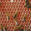 Bee Hive Diamond Painting