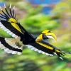 Hornbill Bird Flying Diamond Painting