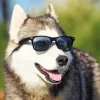 Husky Wearing Glasses Diamond Painting