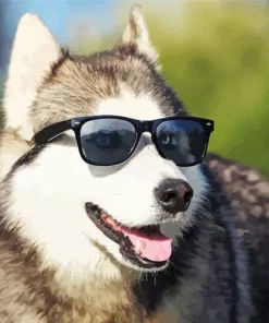 Husky Wearing Glasses Diamond Painting