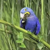 Hyacinth Macaw Bird Diamond Painting