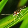 Ichneumon Wasp Diamond Painting