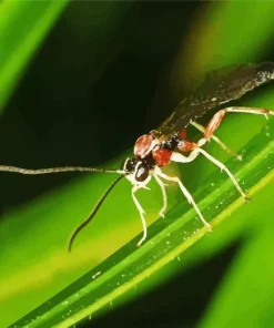 Ichneumon Wasp Diamond Painting