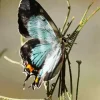 Imperial Blue Butterfly Diamond Painting