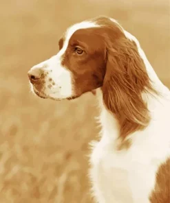 Irish Red And White Setter Diamond Painting