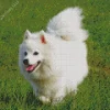 Japanese Spitz Dog Diamond Painting