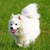 Japanese Spitz Dog Diamond Painting