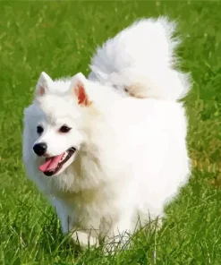 Japanese Spitz Dog Diamond Painting