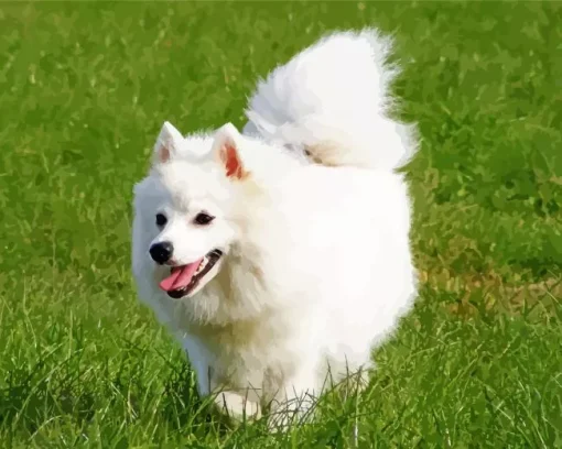 Japanese Spitz Dog Diamond Painting