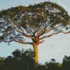 Kapok Tree Diamond Painting
