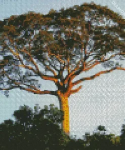 Kapok Tree Diamond Painting