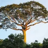 Kapok Tree Diamond Painting