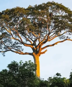 Kapok Tree Diamond Painting
