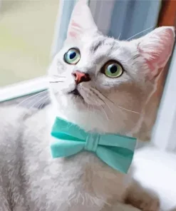Kitten With Bow Tie Diamond Painting