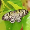 Large Tree Nymph Diamond Painting