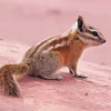 Least Chipmunk Diamond Painting
