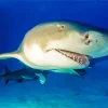 Lemon Shark Diamond Painting