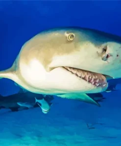 Lemon Shark Diamond Painting
