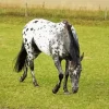 Leopard Horse Diamond Painting