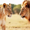 Lion And Lioness Diamond Painting