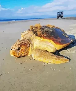 Loggerhead Sea Turtle Diamond Painting