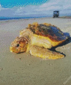 Loggerhead Sea Turtle Diamond Painting