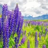 Lupine Flowers Field Diamond Painting