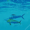 Mahi Mahi Fishes Diamond Painting