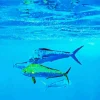 Mahi Mahi Fishes Diamond Painting
